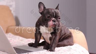 工作狗。 可爱的狗在用一台<strong>银色笔记本</strong>电脑。 犬种：法国斗牛犬。